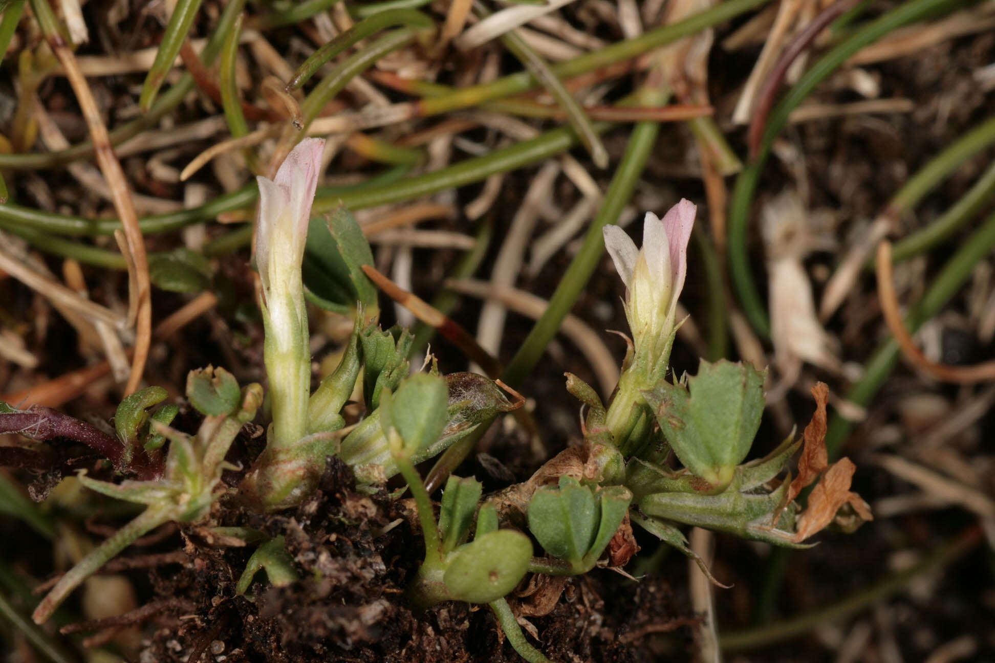 Sivun Trifolium ornithopodioides (L.) Sm. kuva