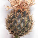 Image of Centaurea scabiosa var. succisiifolia