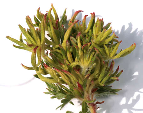 Image of Aceria geranii