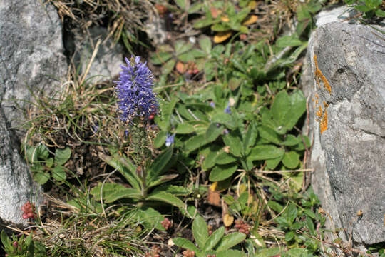 Image of spiked speedwell