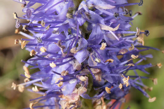 Image of spiked speedwell