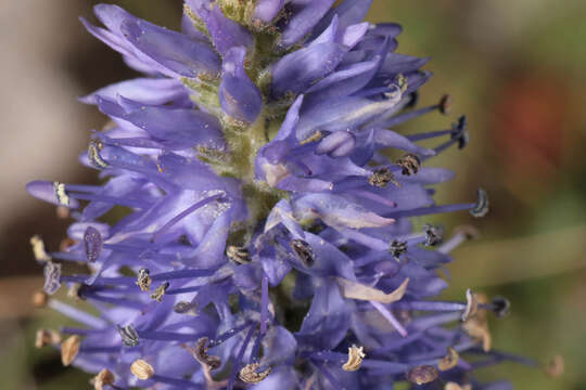 Image of spiked speedwell