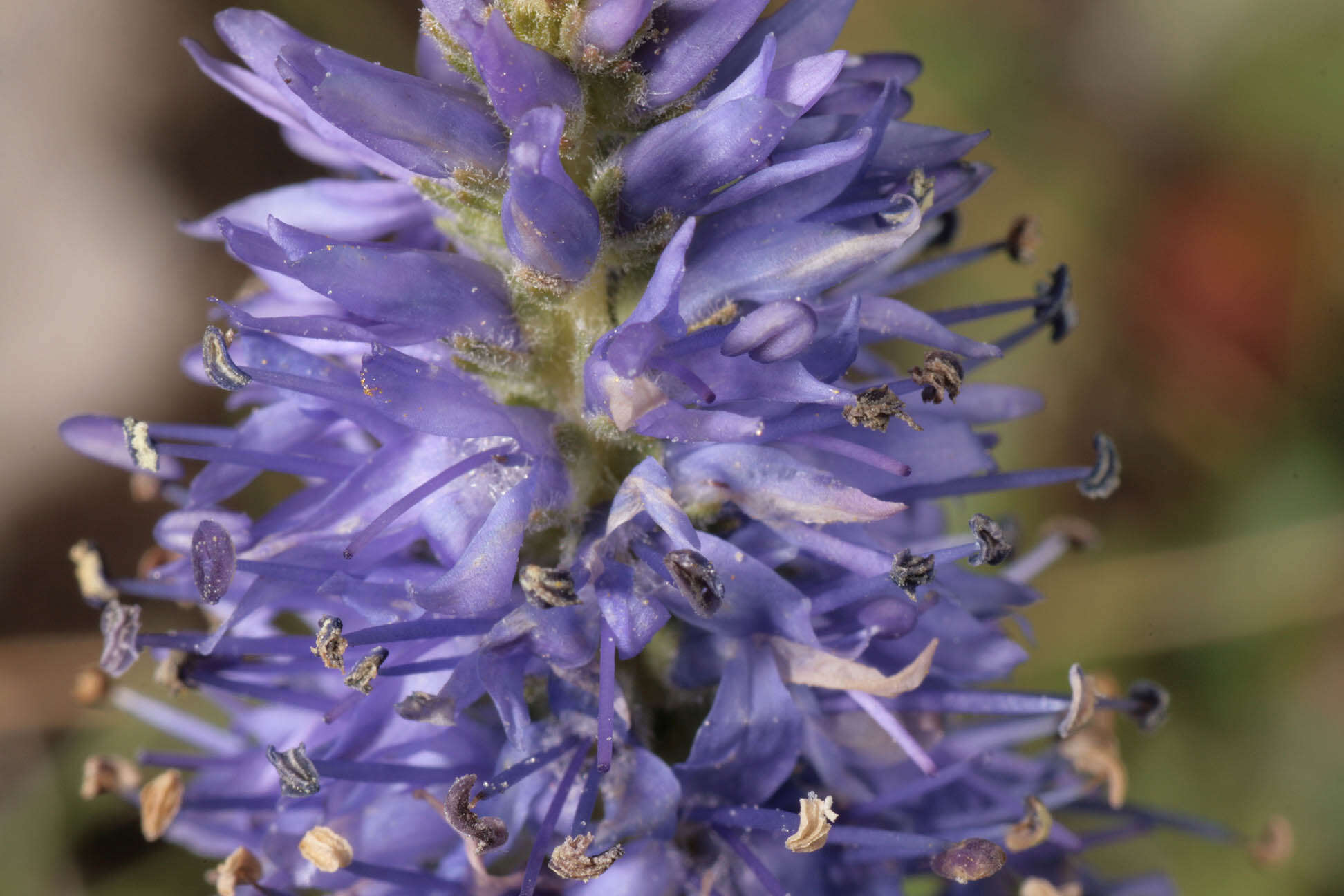 Image of spiked speedwell