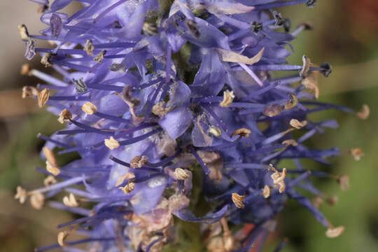 Image of spiked speedwell