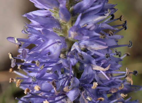 Image of spiked speedwell