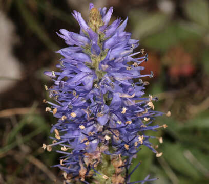 Image of spiked speedwell