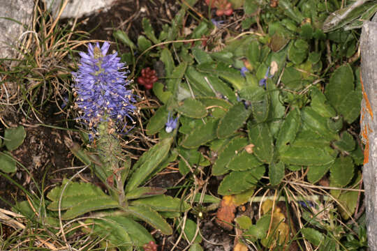 Image of spiked speedwell