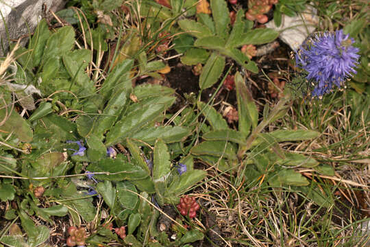 Image of spiked speedwell