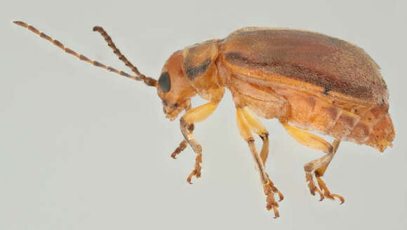 Image of Viburnum leaf beetle