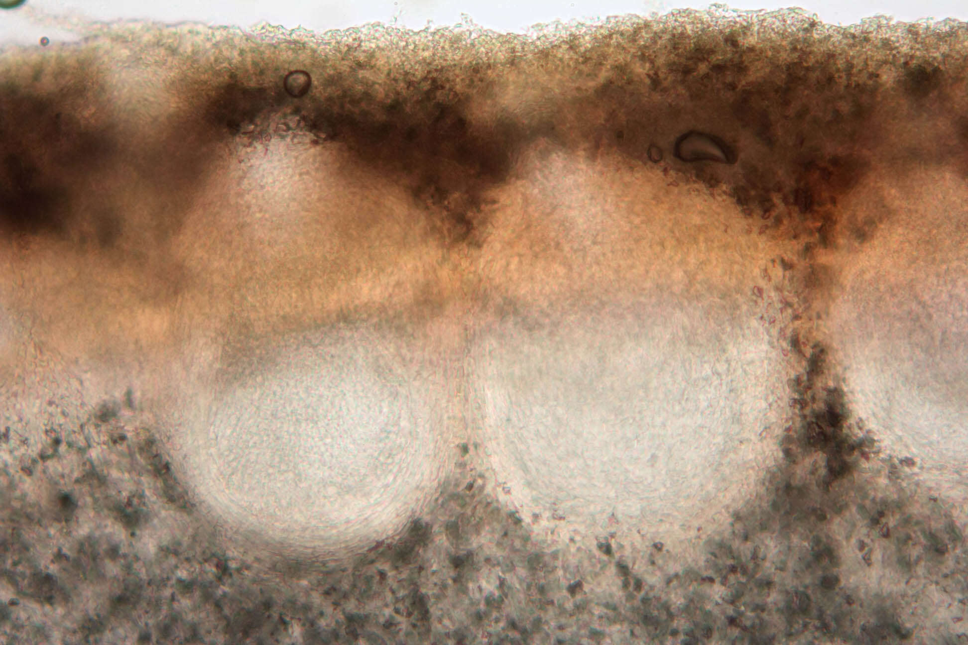 Plancia ëd Trichoderma minutisporum Bissett 1992