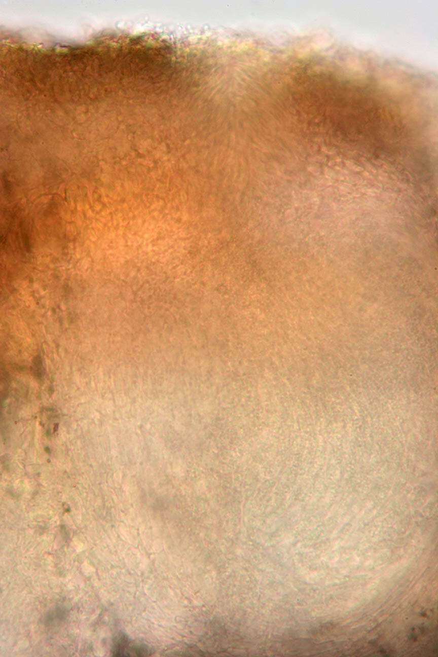 Image of Trichoderma minutisporum Bissett 1992