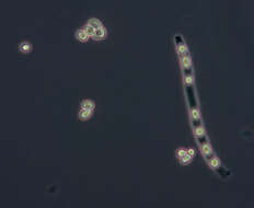 Plancia ëd Trichoderma minutisporum Bissett 1992