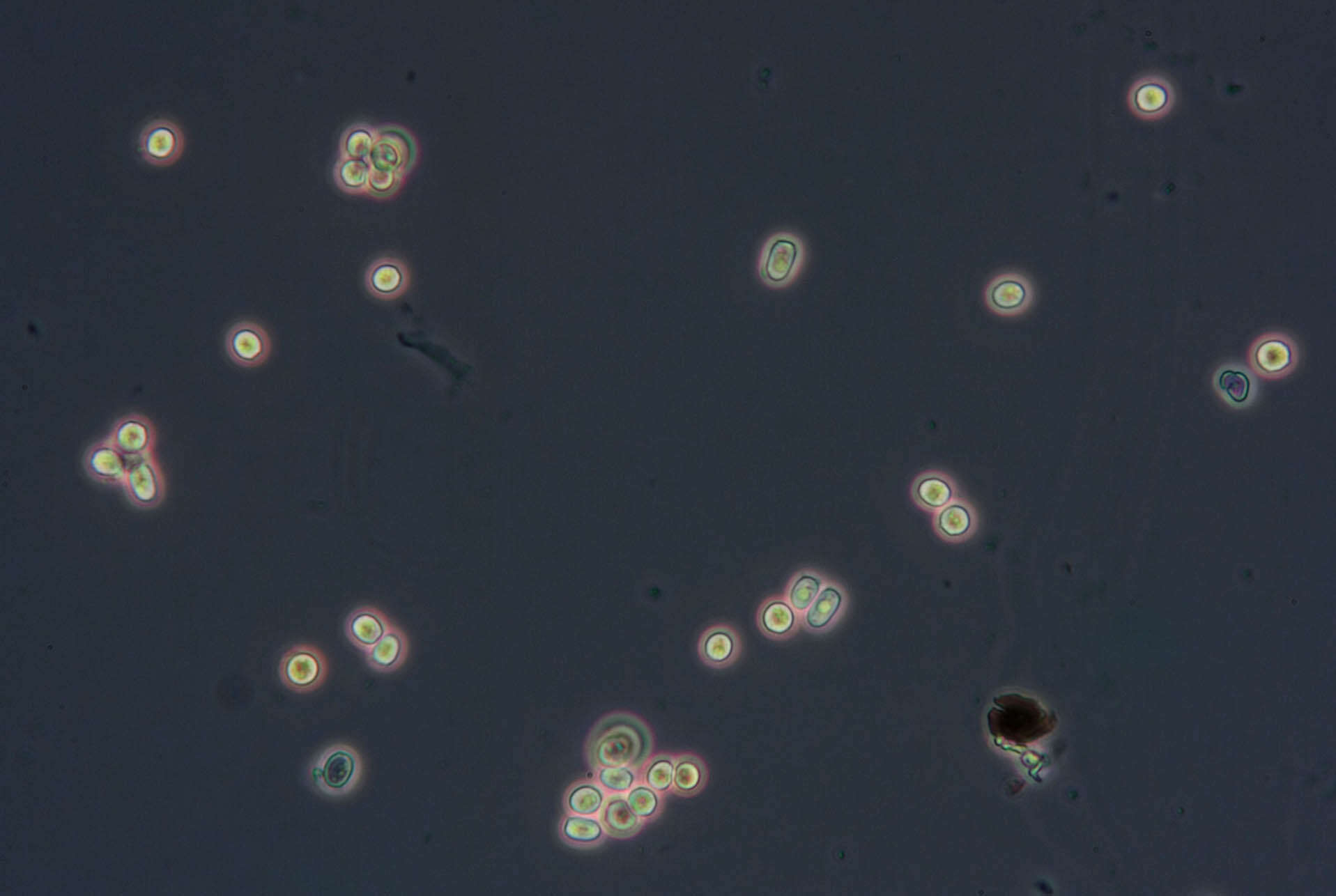 Plancia ëd Trichoderma minutisporum Bissett 1992