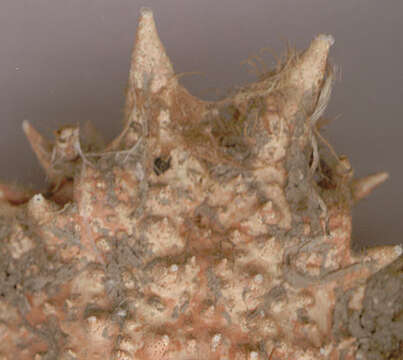 Image of Atlantic spider crab