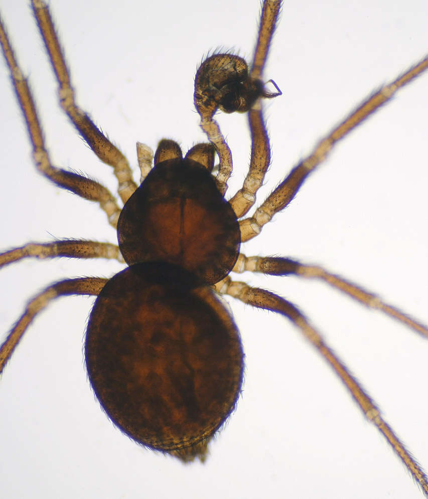 Image of Gongylidium rufipes (Linnaeus 1758)