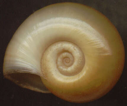 Image of Great Ram's Horn Snail