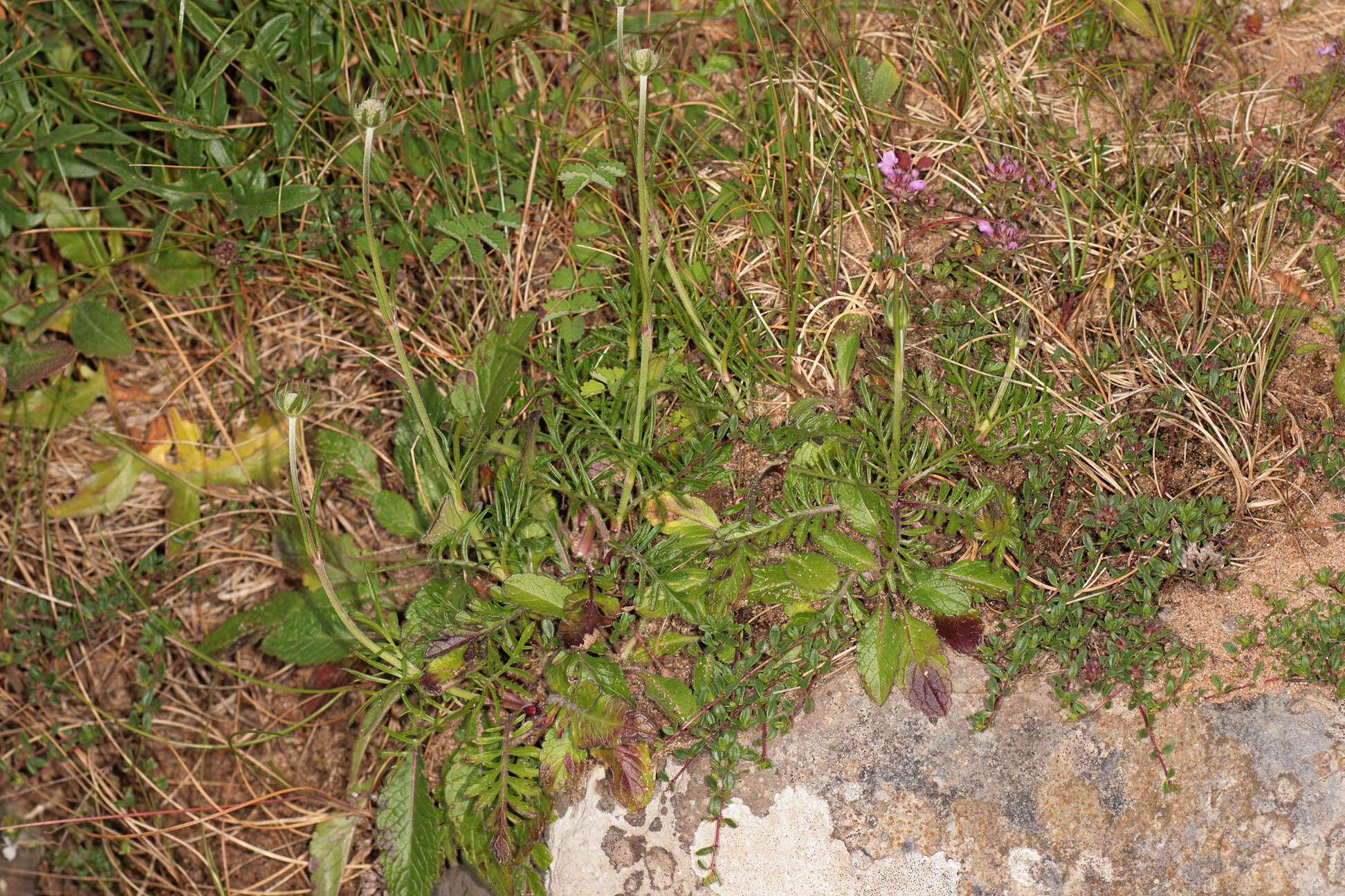 Image of dove pincushions