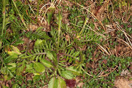 Image of dove pincushions