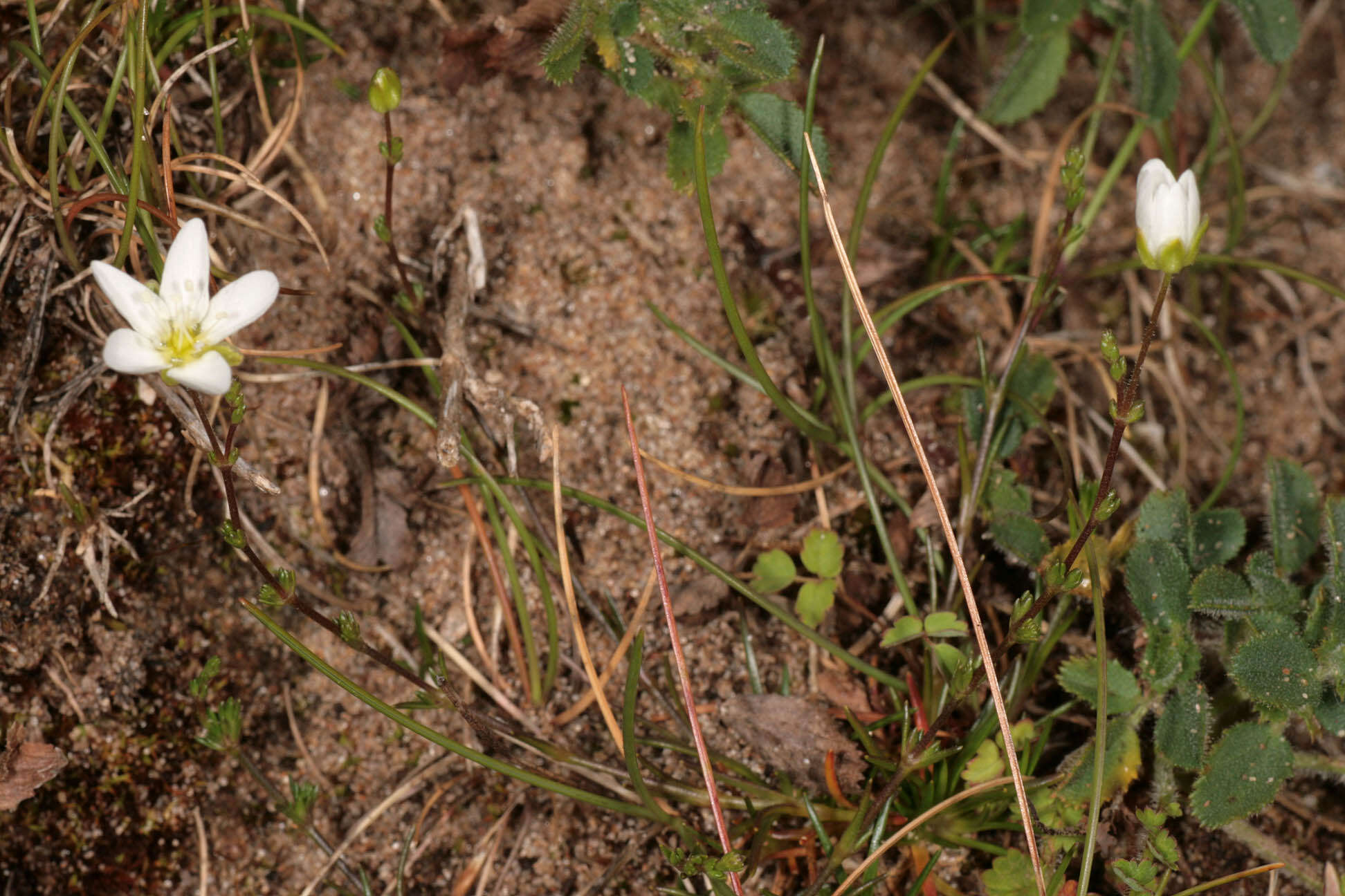 Image of knotted pearlwort