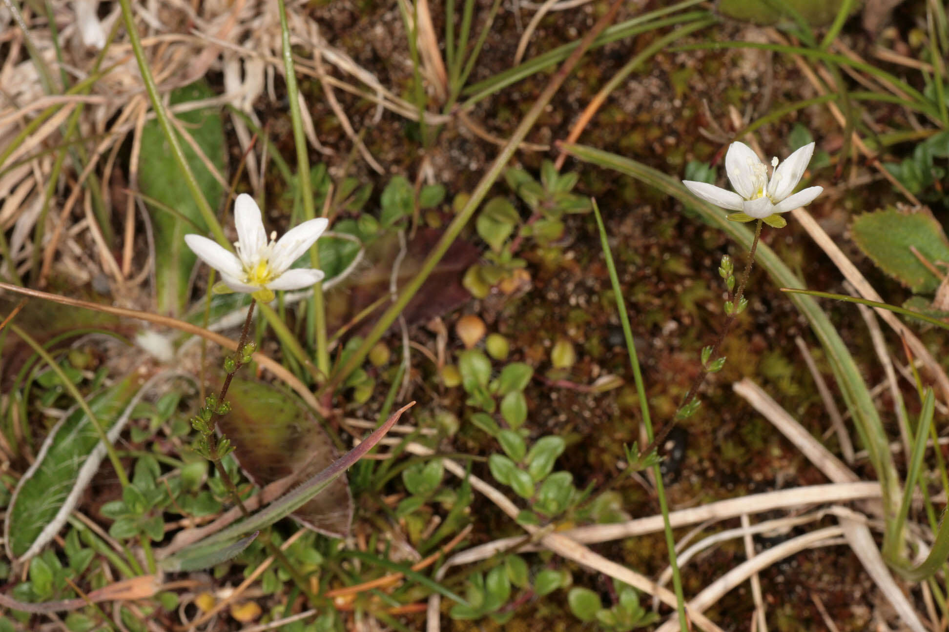 Sagina nodosa (L.) Fenzl的圖片