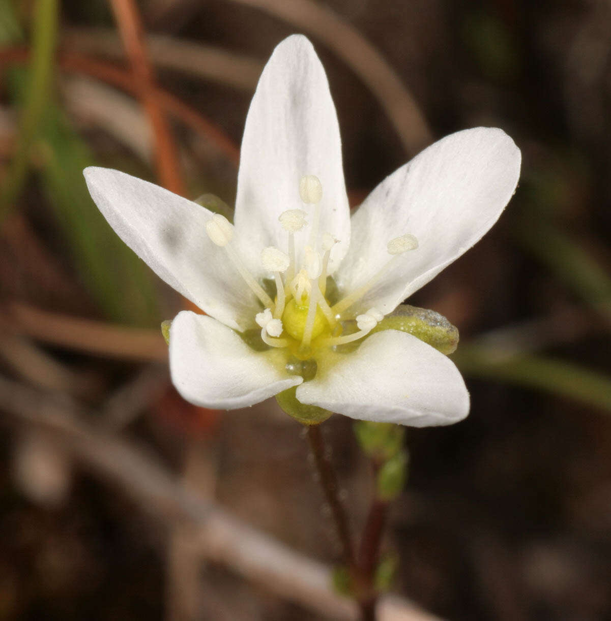 Sagina nodosa (L.) Fenzl的圖片