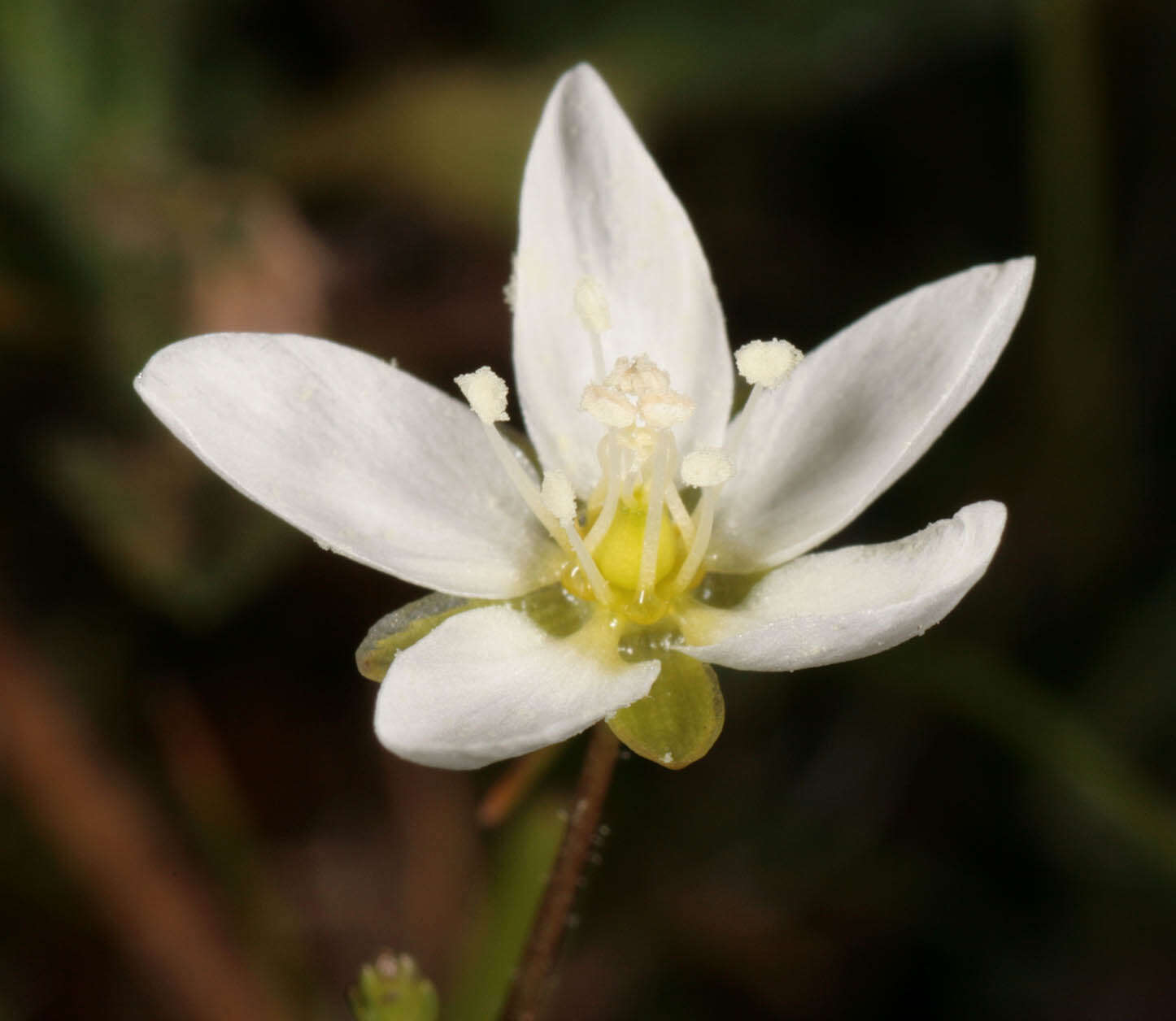 Image of knotted pearlwort