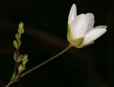 Image of knotted pearlwort