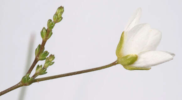 Image of knotted pearlwort