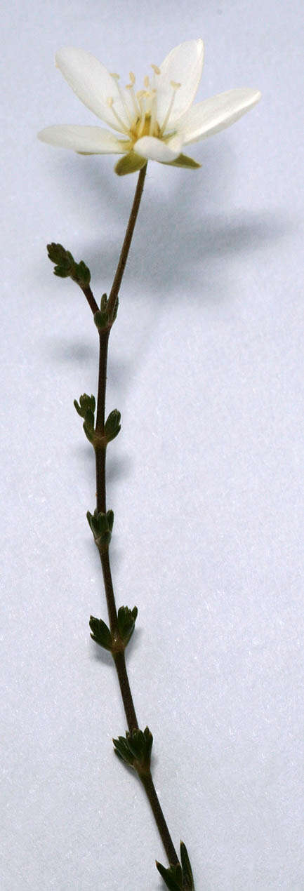 Image of knotted pearlwort