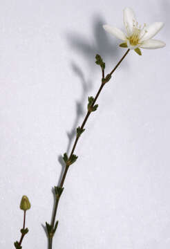 Image of knotted pearlwort