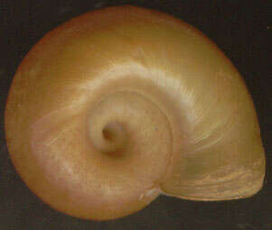 Image of Great Ram's Horn Snail