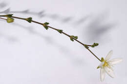 Image of knotted pearlwort