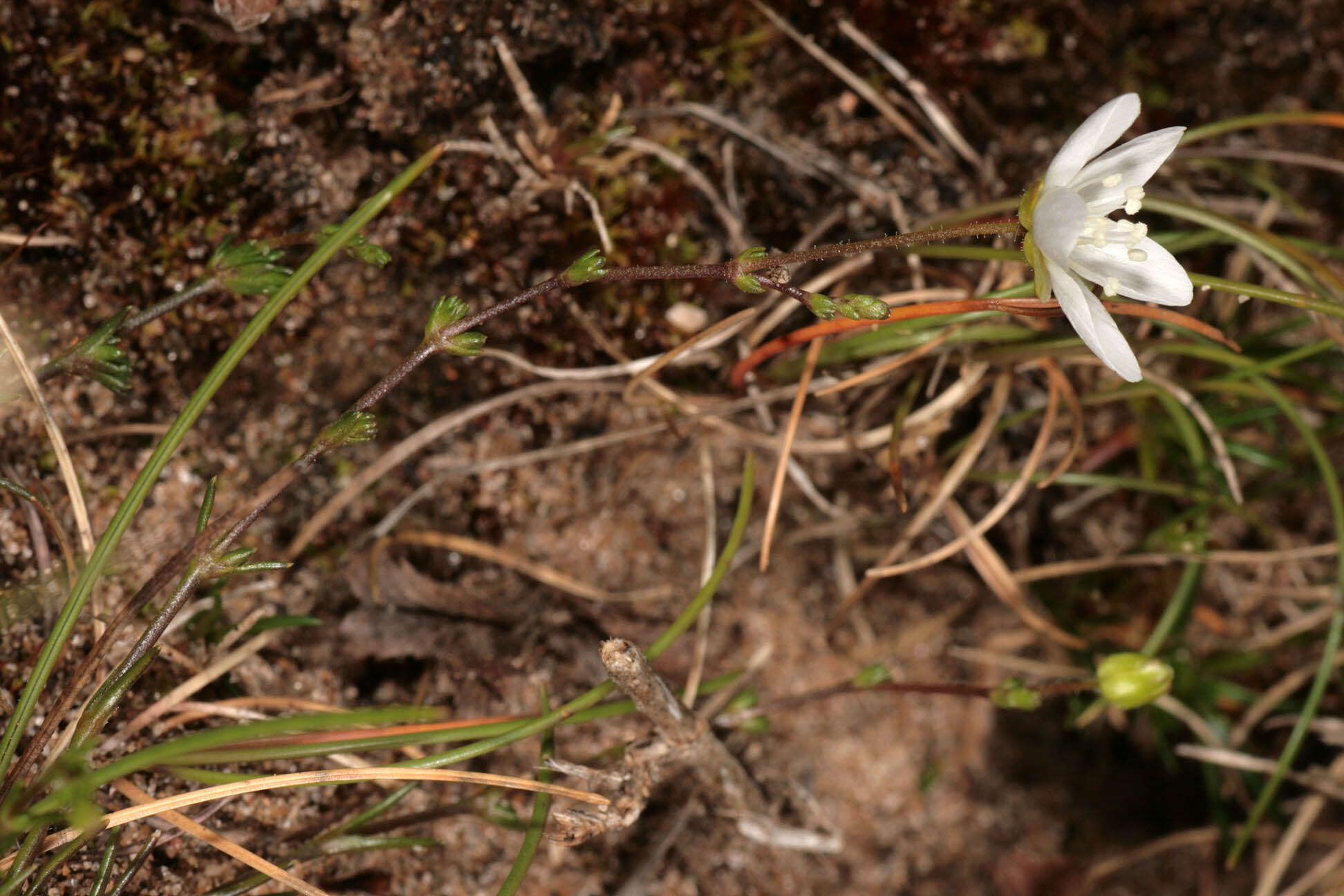 Image of knotted pearlwort