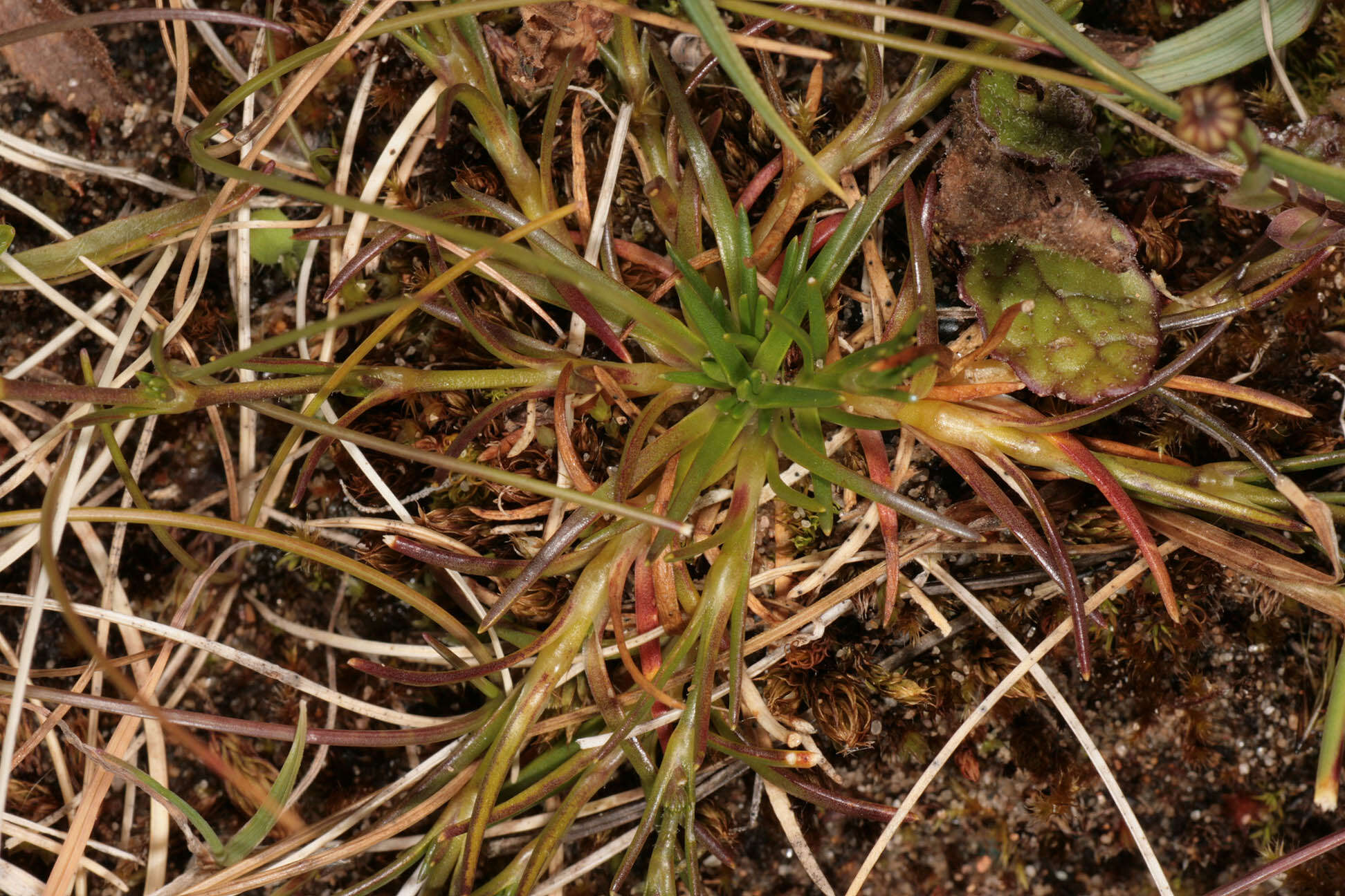 Image of knotted pearlwort