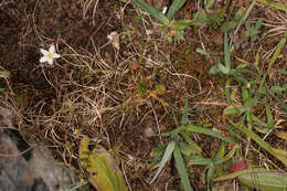 Image of knotted pearlwort