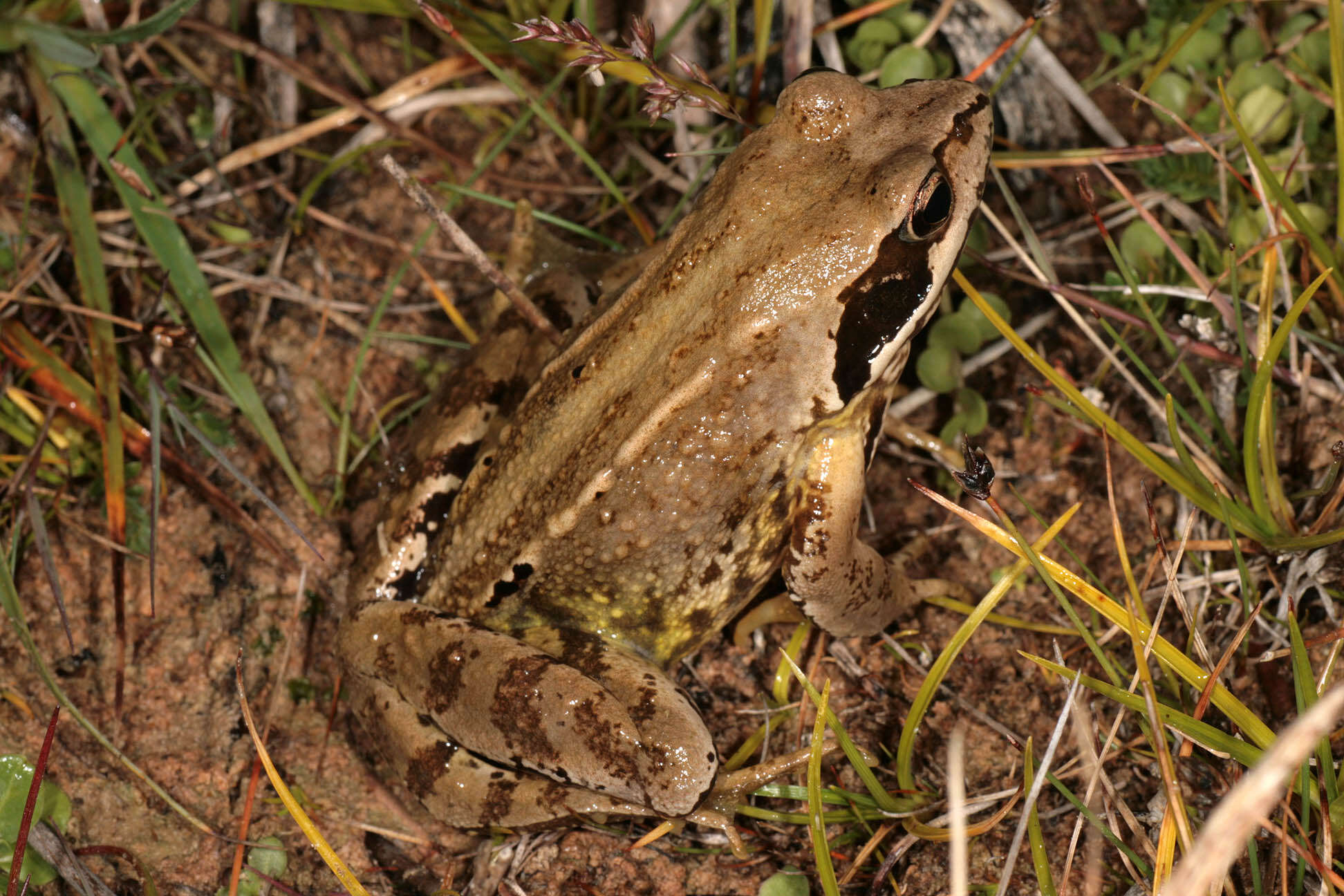 Image de grenouille rousse