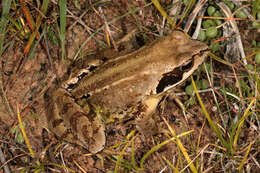 Image de grenouille rousse