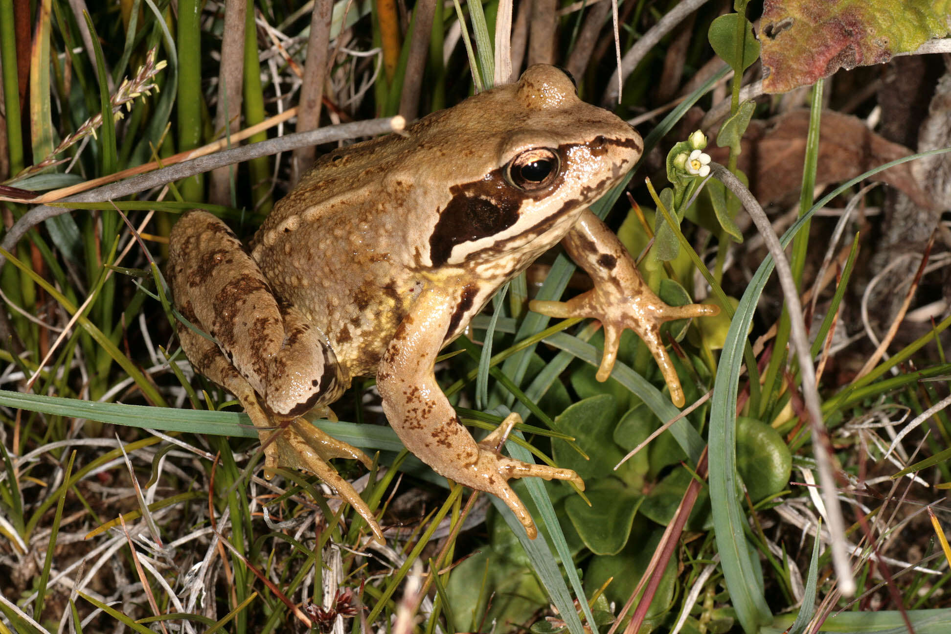 Image de grenouille rousse