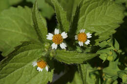 Image of shaggy soldier