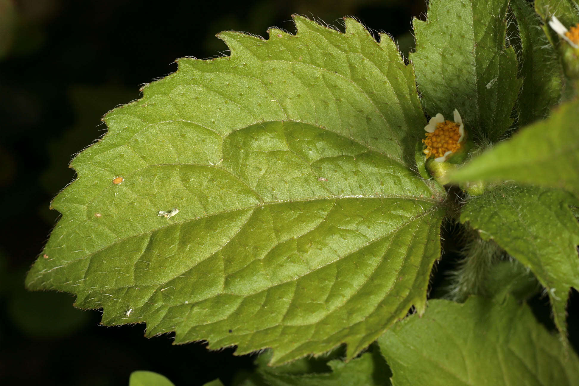 Image of shaggy soldier