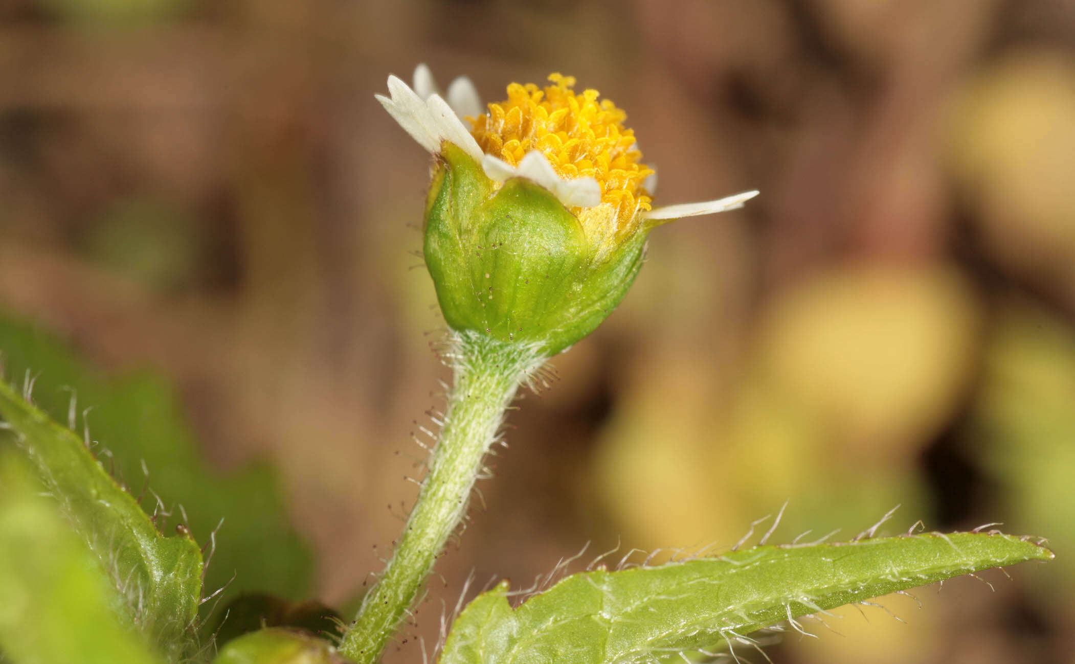 Image of shaggy soldier