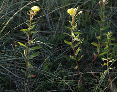 Image of Oenothera fallax Renner