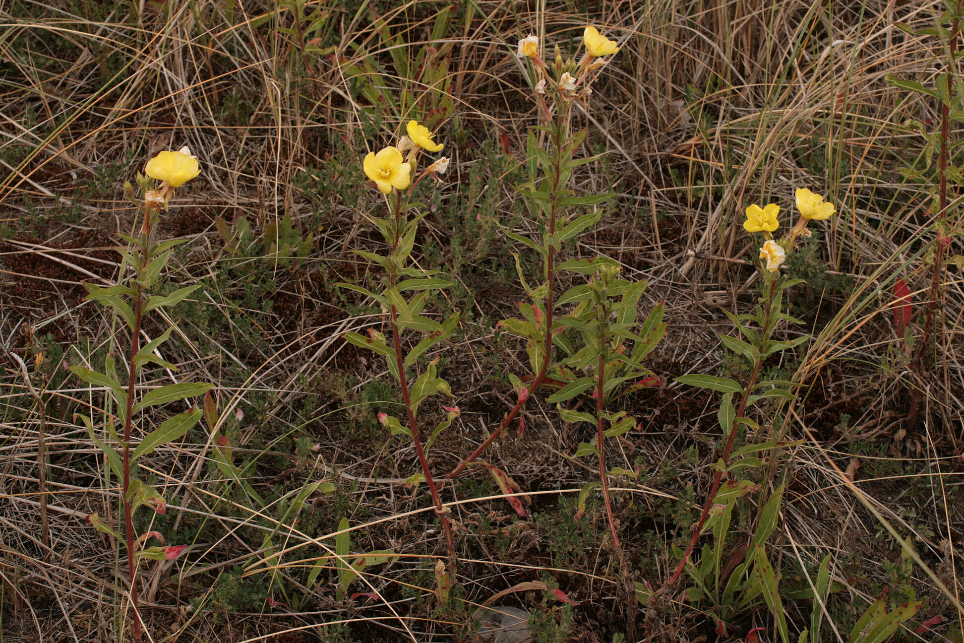 Image of Oenothera fallax Renner