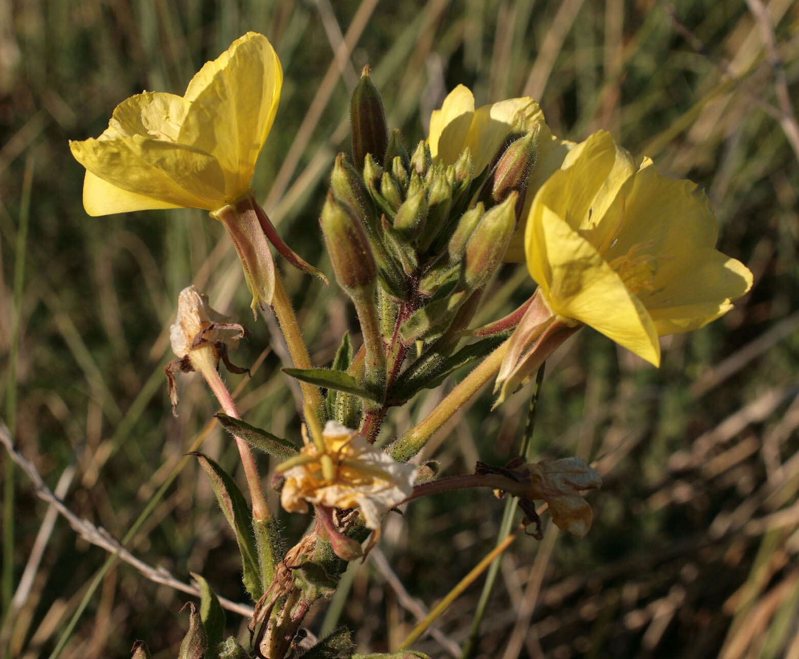 Image of Oenothera fallax Renner