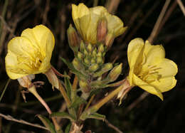 Image of Oenothera fallax Renner