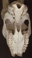 Image of Roe Deer