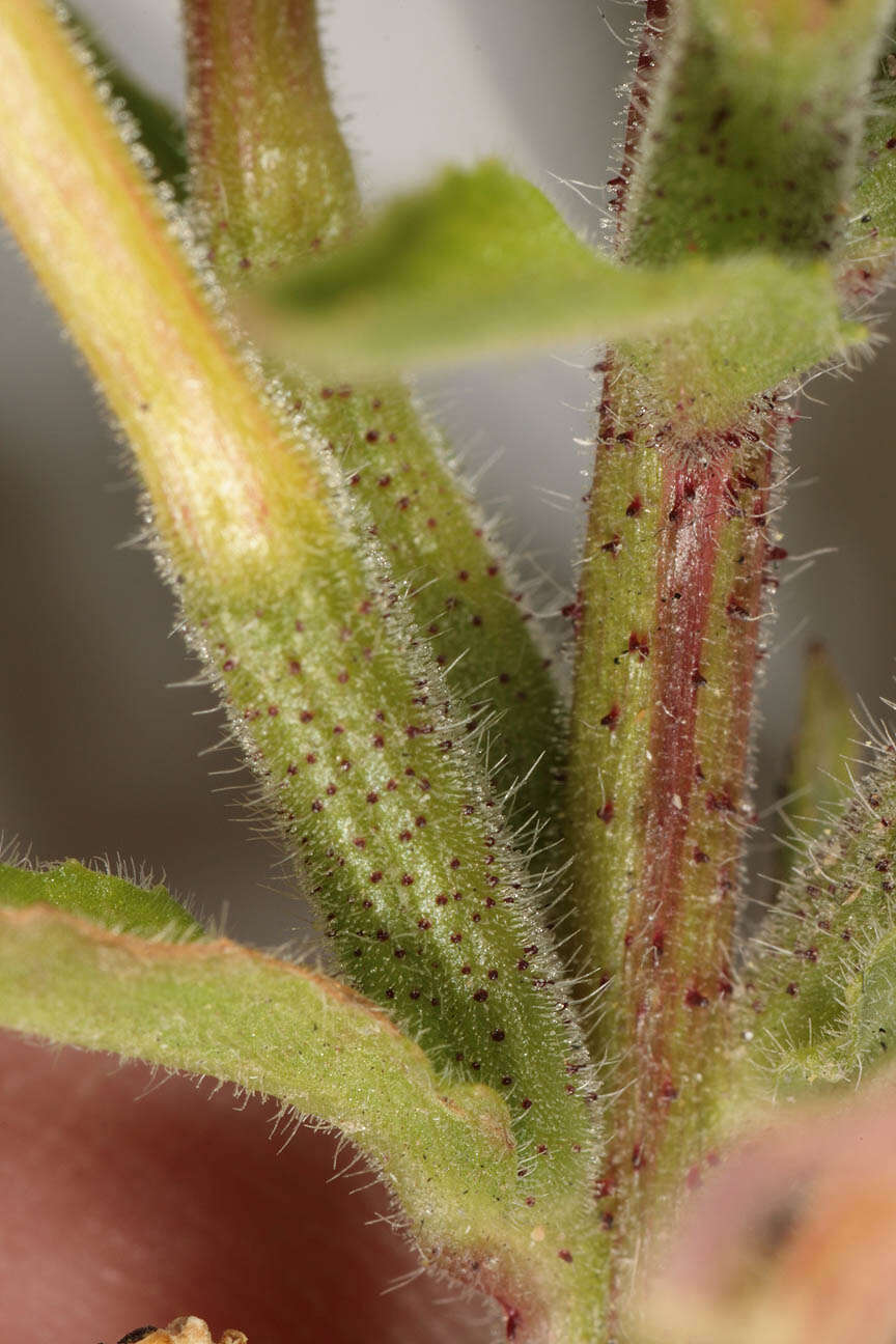 Image of Oenothera fallax Renner