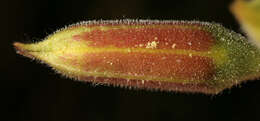Image of Oenothera fallax Renner