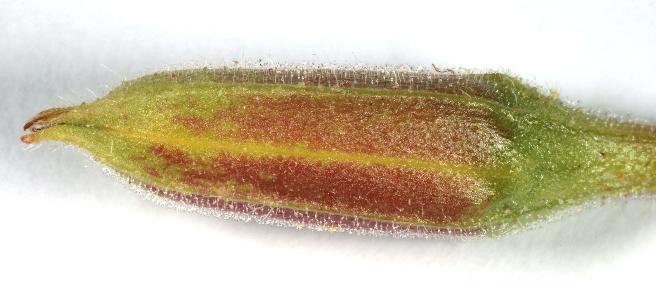 Image of Oenothera fallax Renner