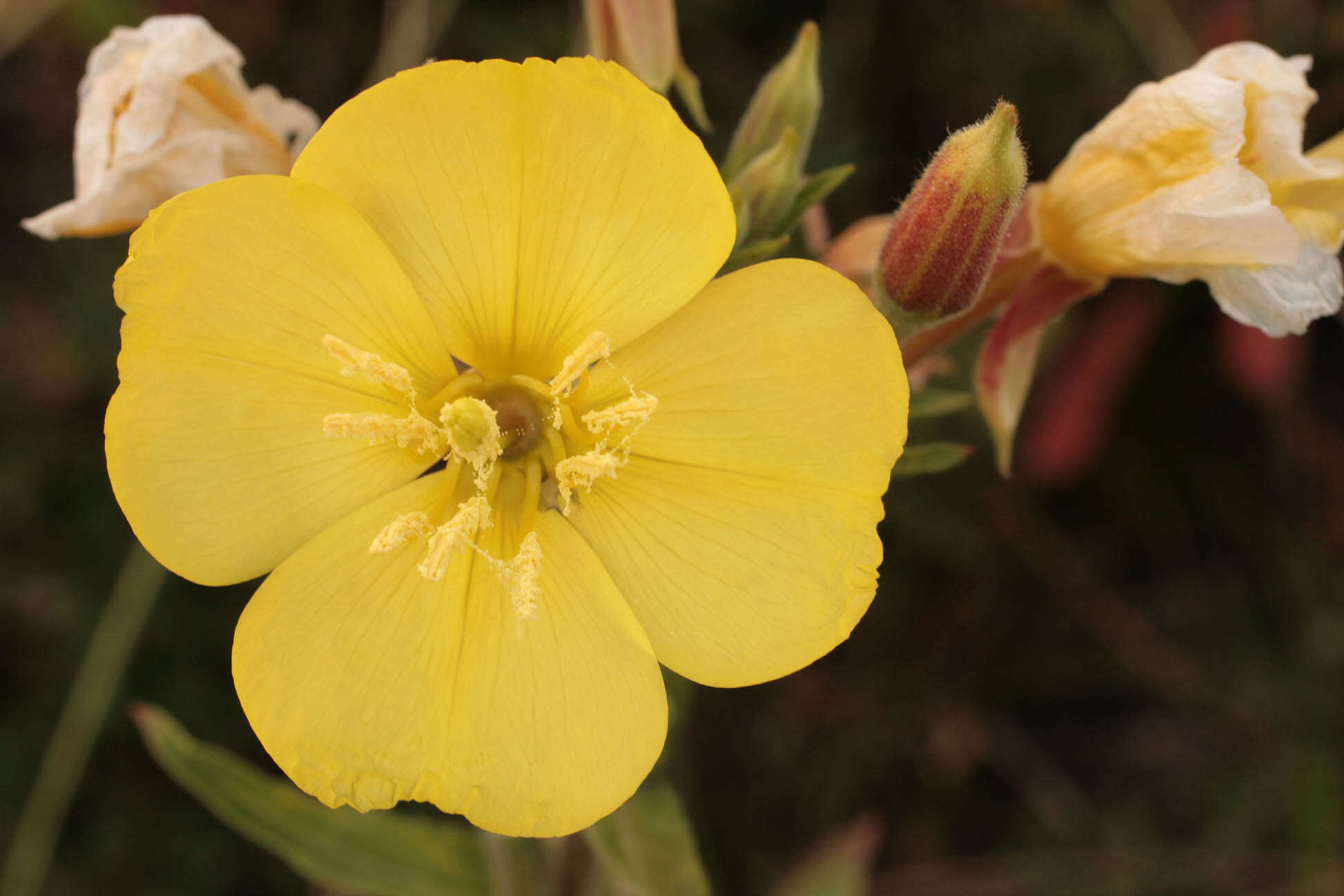 Imagem de Oenothera fallax Renner